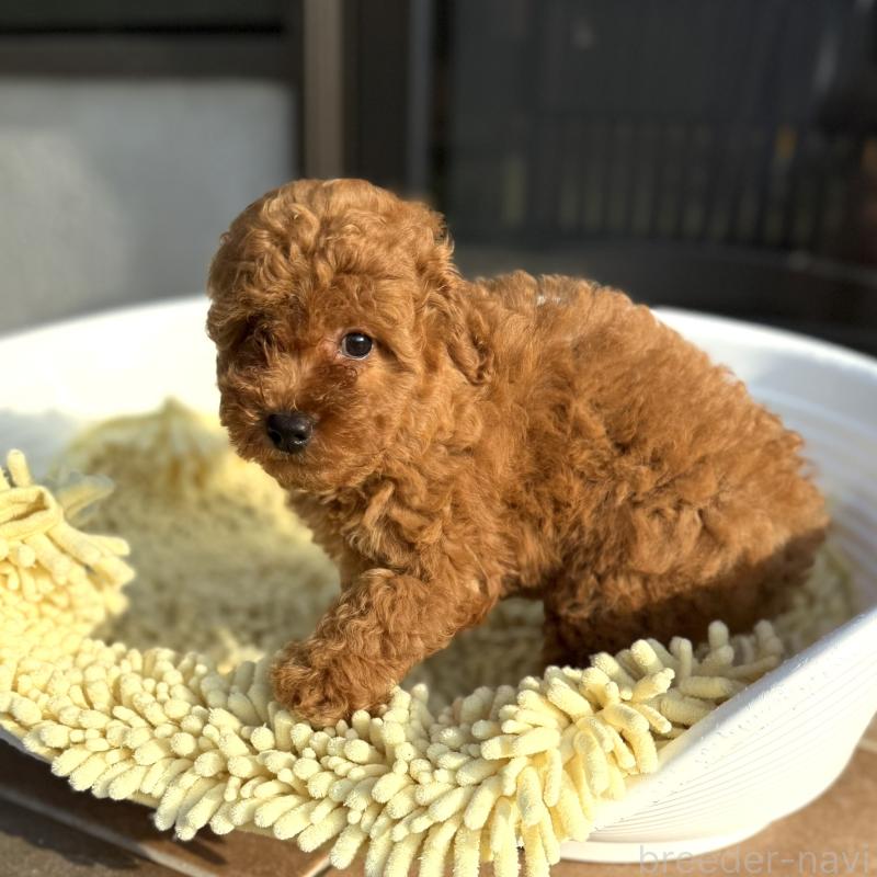 成約済の山口県のトイプードル-407701の5枚目