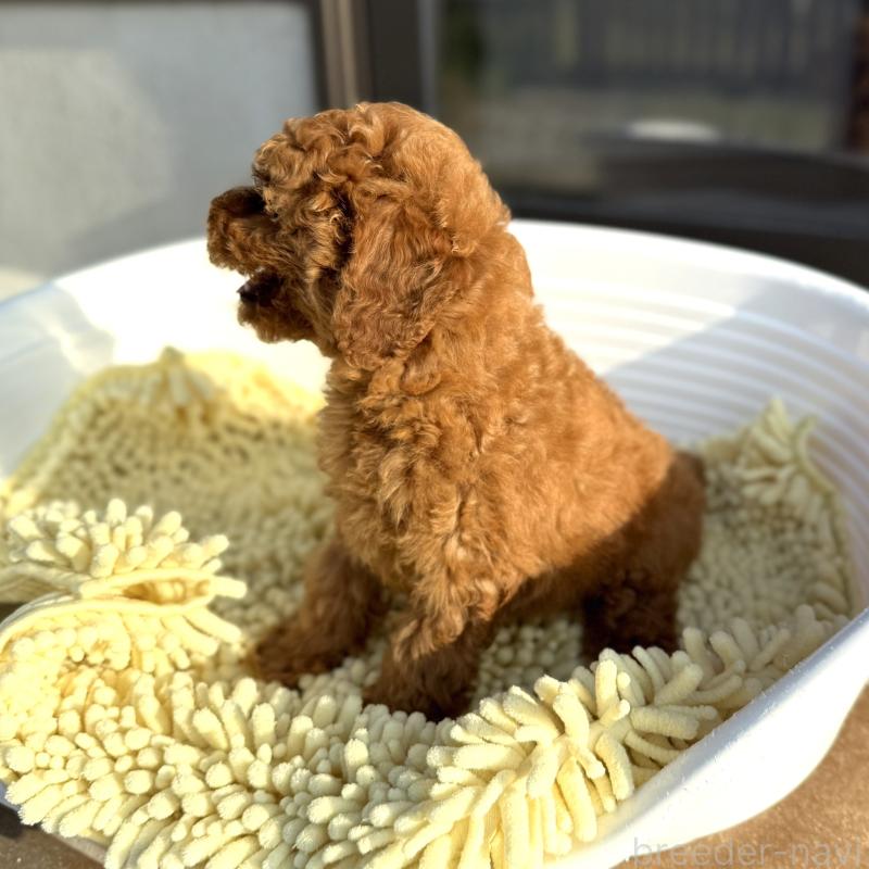 成約済の山口県のトイプードル-407701の4枚目