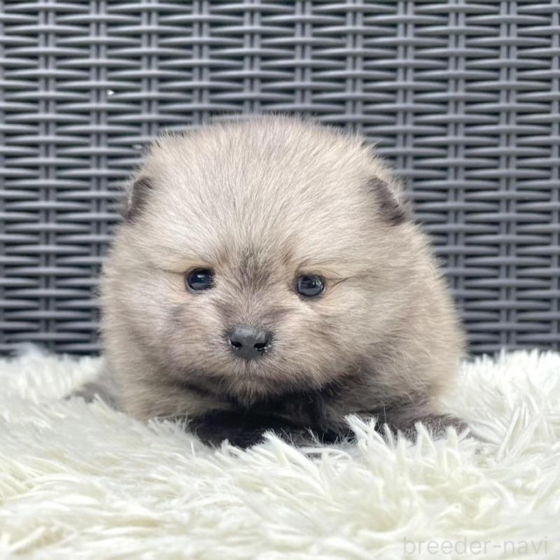 販売中の山梨県のポメラニアン-413961の1枚目