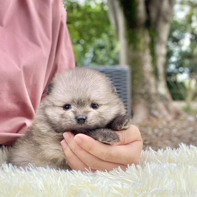 販売中の山梨県のポメラニアン-413961の6枚目