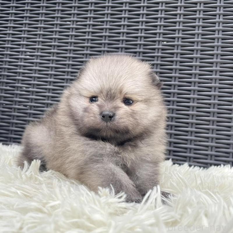 販売中の山梨県のポメラニアン-413961の4枚目