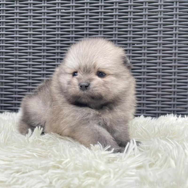 販売中の山梨県のポメラニアン-413961の3枚目