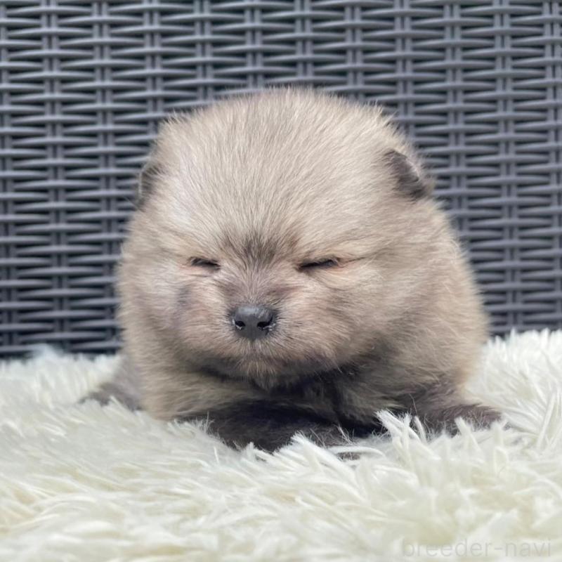 販売中の山梨県のポメラニアン-413961の2枚目