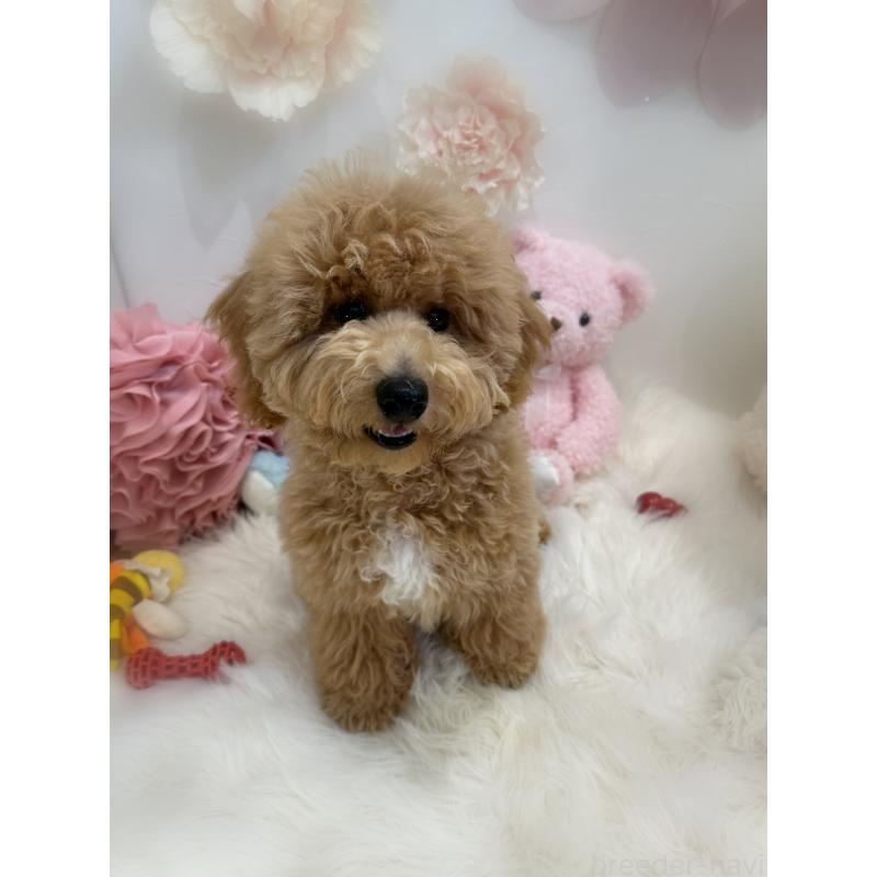 販売中の香川県のビションプー:ビションフリーゼ×トイプードル-386300の6枚目