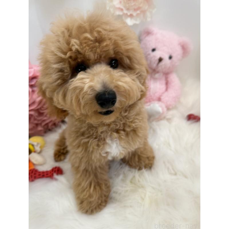 販売中の香川県のビションプー:ビションフリーゼ×トイプードル-386300
