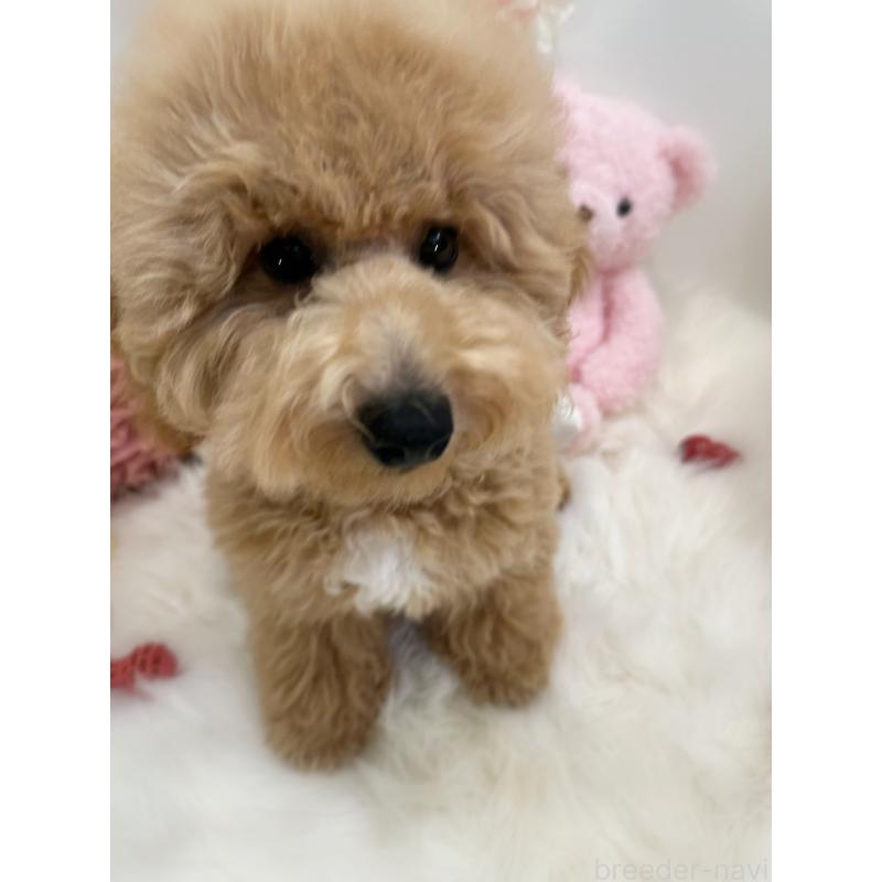 販売中の香川県のビションプー:ビションフリーゼ×トイプードル-386300の2枚目