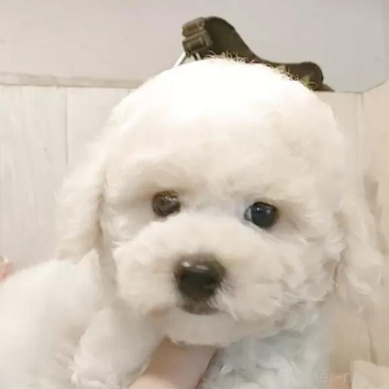 販売中の愛知県のビションフリーゼ-414169