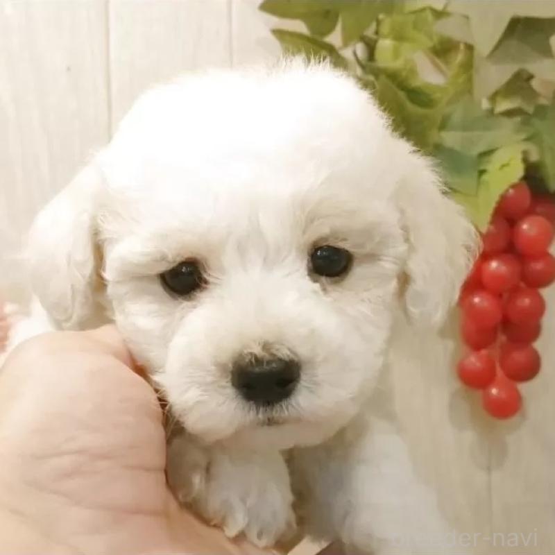 販売中の愛知県のビションフリーゼ-414173