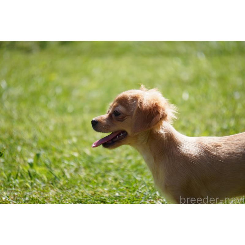 成約済の北海道のチワックス:チワワ×ミニチュアダックスフンド-402027の6枚目