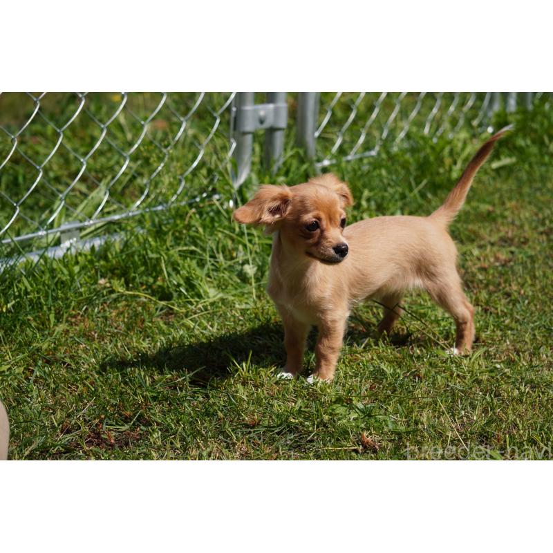 成約済の北海道のチワックス:チワワ×ミニチュアダックスフンド-402027の5枚目