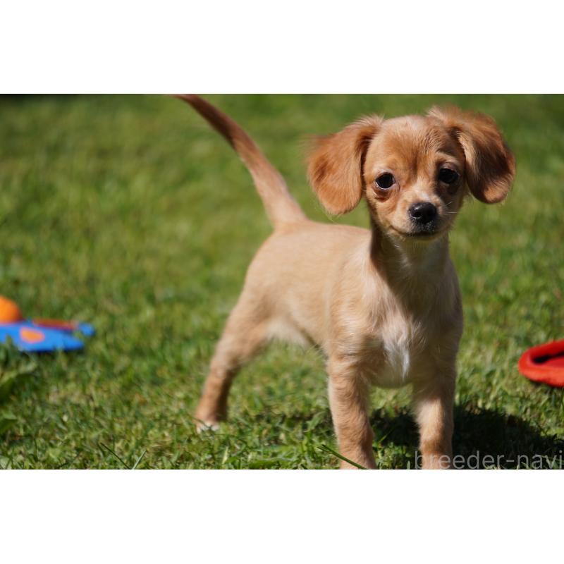 成約済の北海道のチワックス:チワワ×ミニチュアダックスフンド-402027の4枚目