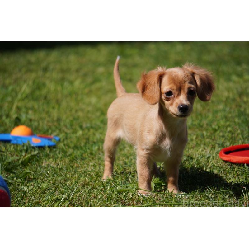 成約済の北海道のチワックス:チワワ×ミニチュアダックスフンド-402027の3枚目