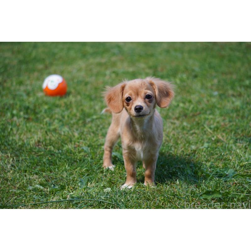 成約済の北海道のチワックス:チワワ×ミニチュアダックスフンド-402027の2枚目