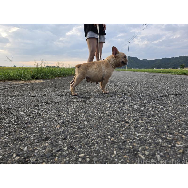 販売中の新潟県のフレンチブルドッグ-414174の7枚目