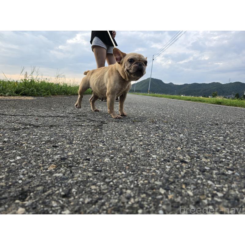 販売中の新潟県のフレンチブルドッグ-414174の6枚目
