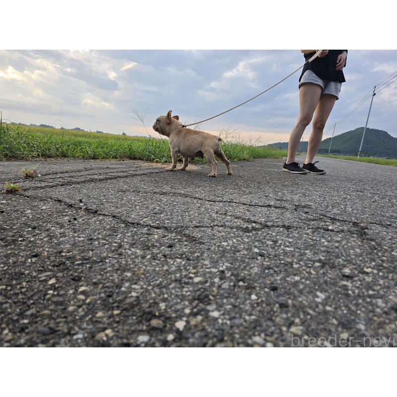 販売中の新潟県のフレンチブルドッグ-414174の5枚目
