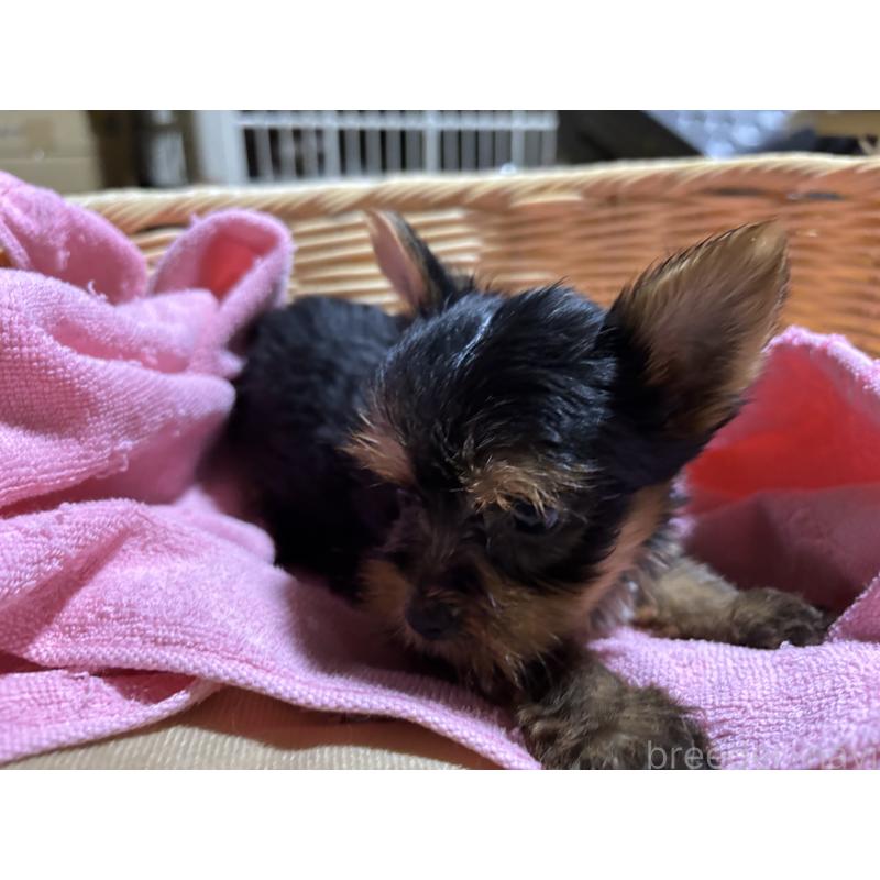 成約済の千葉県のヨークシャーテリア-412263の3枚目