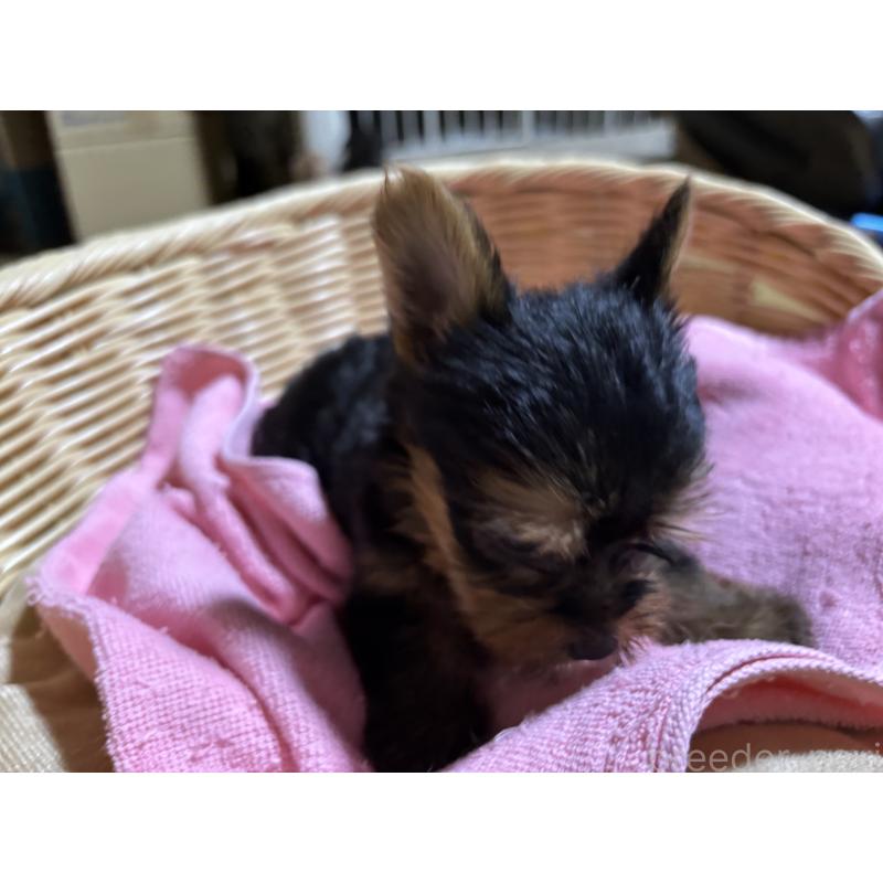 成約済の千葉県のヨークシャーテリア-412260の4枚目