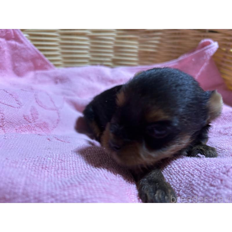 販売中の千葉県のヨークシャーテリア-414202の2枚目