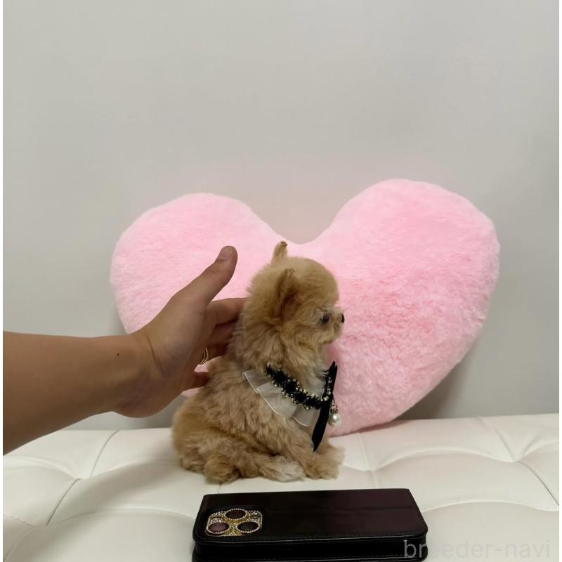 販売中の埼玉県のミックス犬-414184の2枚目