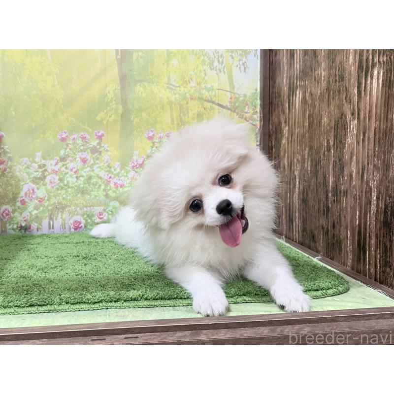販売中の埼玉県のミックス犬-394110の5枚目