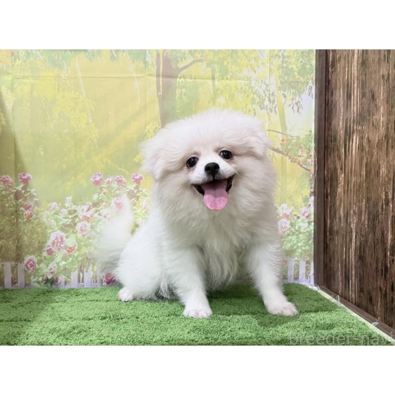 販売中の埼玉県のミックス犬-394110の4枚目