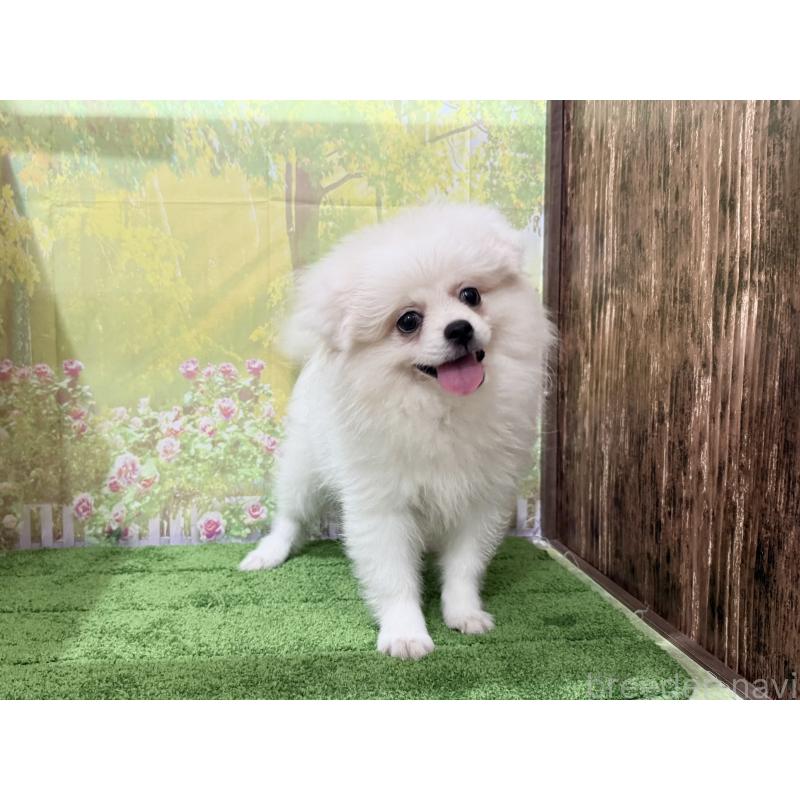 販売中の埼玉県のミックス犬-394110の3枚目