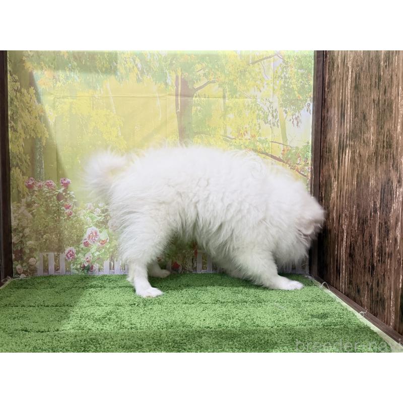 販売中の埼玉県のミックス犬-394110の2枚目