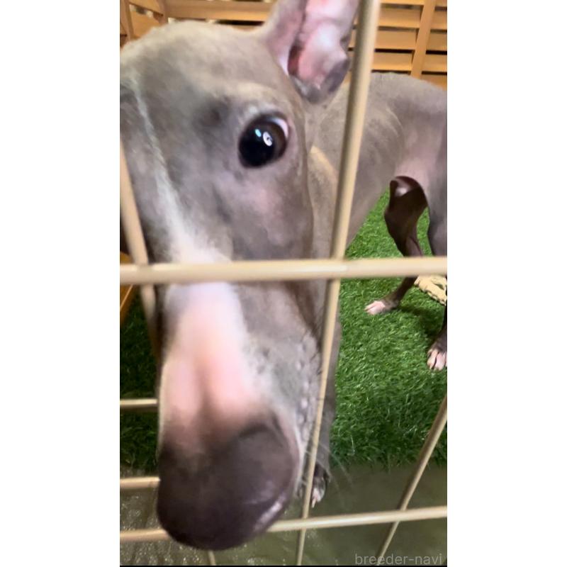 成約済の埼玉県のイタリアングレーハウンド(イタグレ)-389203の19枚目