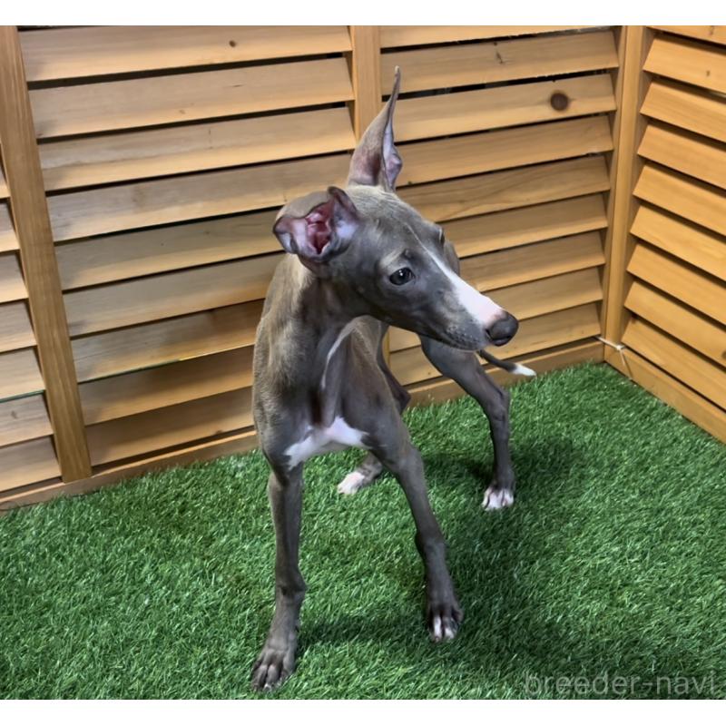 成約済の埼玉県のイタリアングレーハウンド(イタグレ)-389203の18枚目