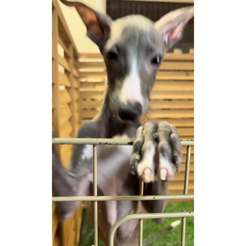 成約済の埼玉県のイタリアングレーハウンド(イタグレ)-389203の17枚目