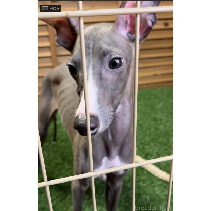 成約済の埼玉県のイタリアングレーハウンド(イタグレ)-389203の16枚目