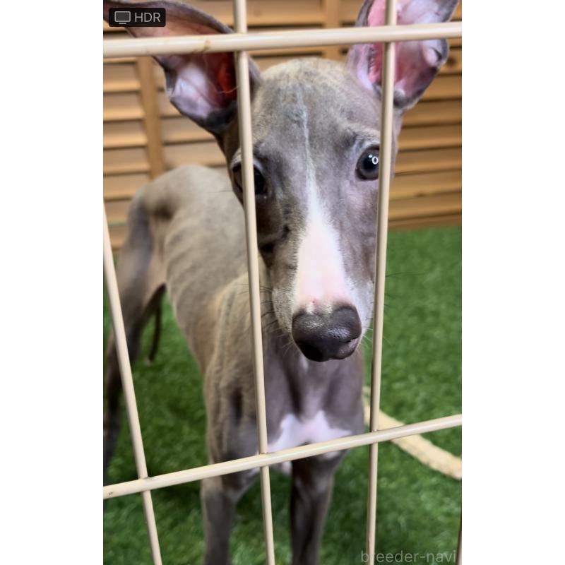 成約済の埼玉県のイタリアングレーハウンド(イタグレ)-389203の15枚目