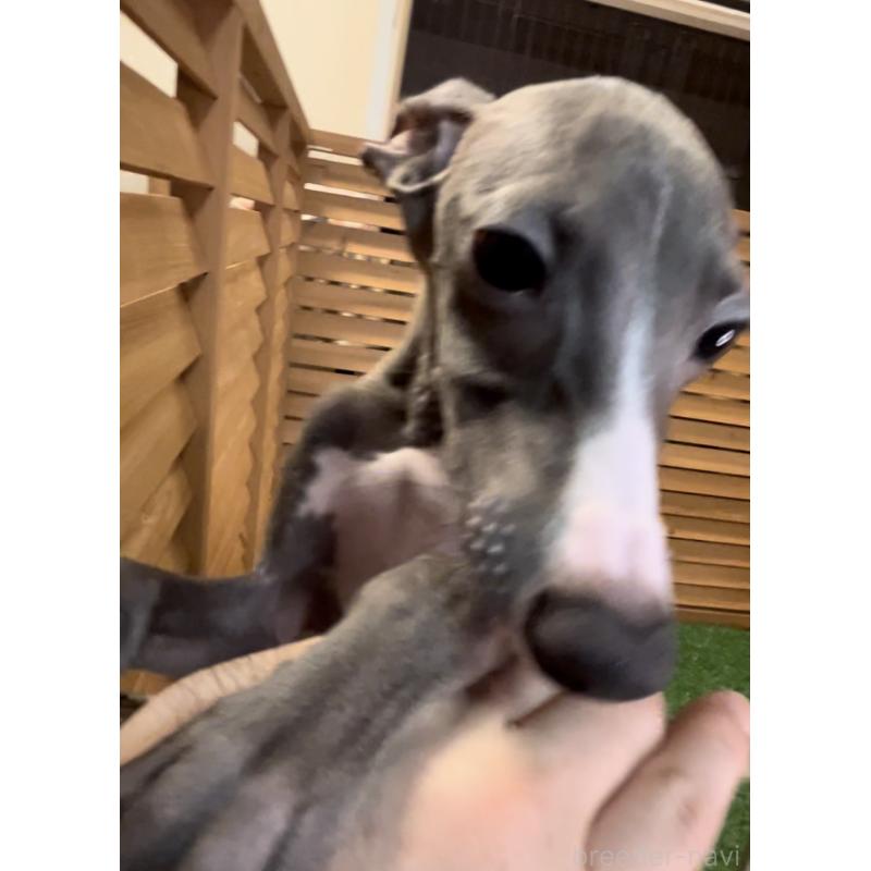 成約済の埼玉県のイタリアングレーハウンド(イタグレ)-389203の14枚目