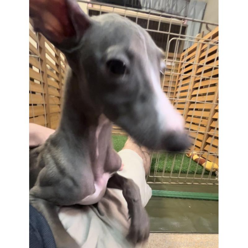 成約済の埼玉県のイタリアングレーハウンド(イタグレ)-389203の13枚目