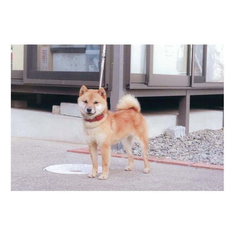 高寅丸くん1枚目