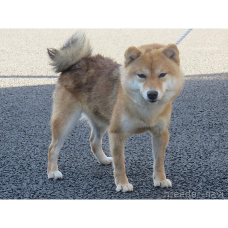 大分の華幸姫ちゃん1枚目