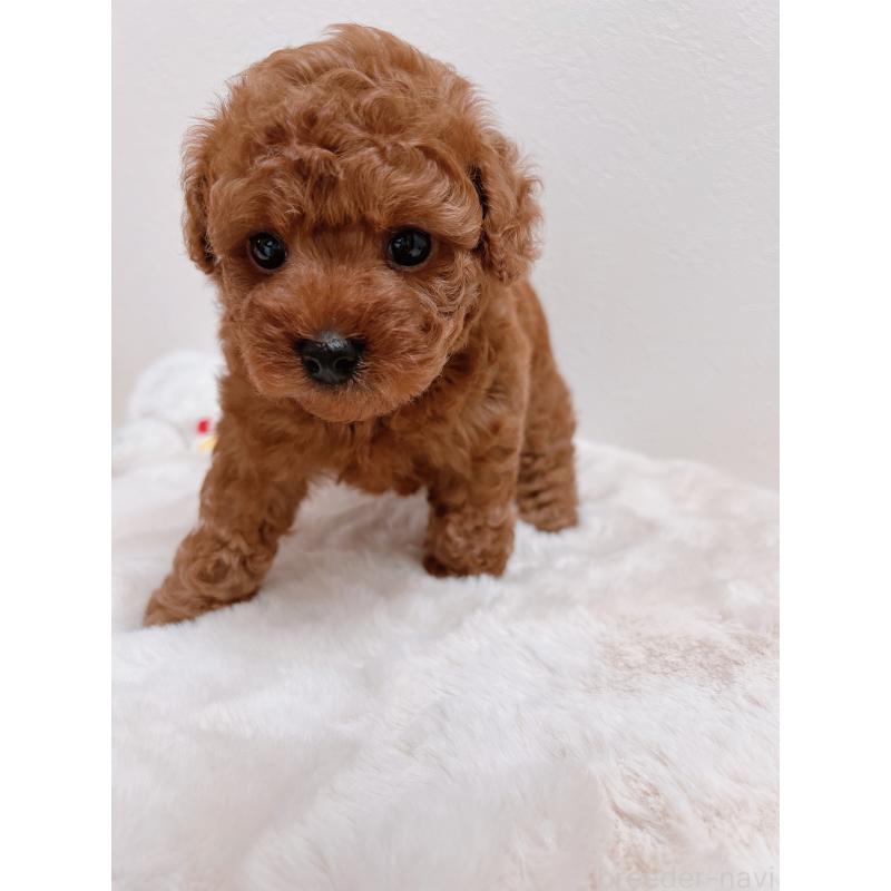 成約済の福岡県のタイニープードル-411645の6枚目