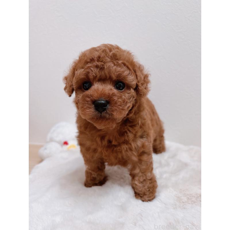 成約済の福岡県のタイニープードル-411645の5枚目