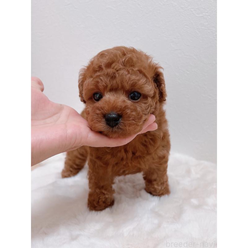 成約済の福岡県のタイニープードル-411645の4枚目