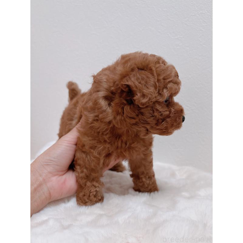 成約済の福岡県のタイニープードル-411645の3枚目