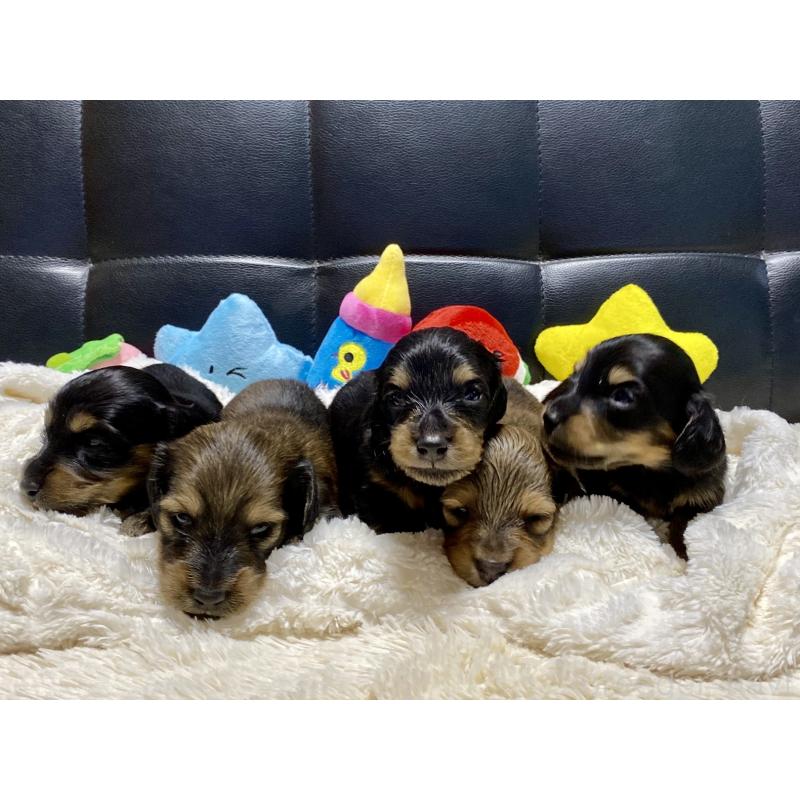 成約済の岐阜県のミニチュアダックスフンド(ロングヘアード)-413680の17枚目