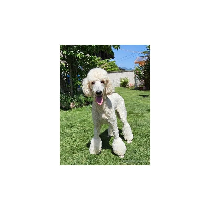 ももちゃん1枚目