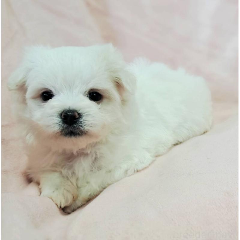 販売中の茨城県のマルチーズ-414229の1枚目
