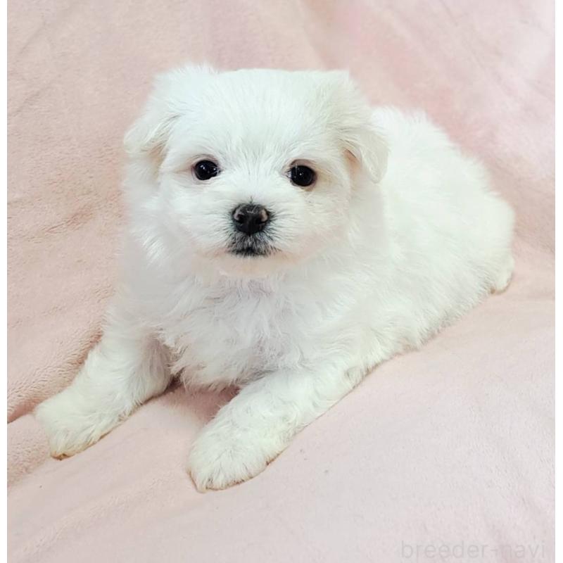 販売中の茨城県のマルチーズ-414229の3枚目