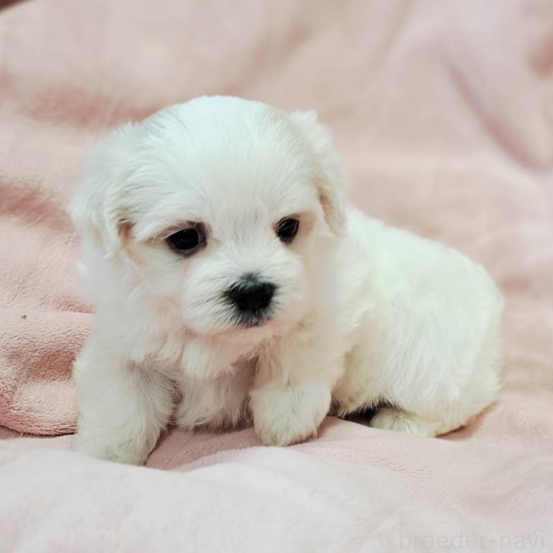 販売中の茨城県のマルチーズ-414232の4枚目