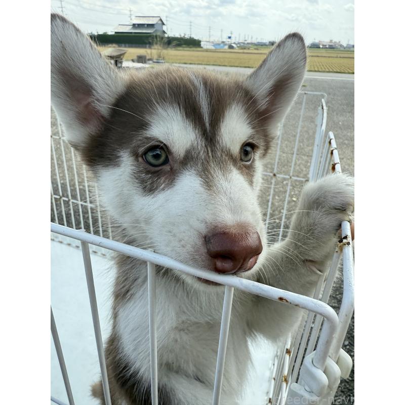 販売中の岐阜県のシベリアンハスキー-414024の2枚目