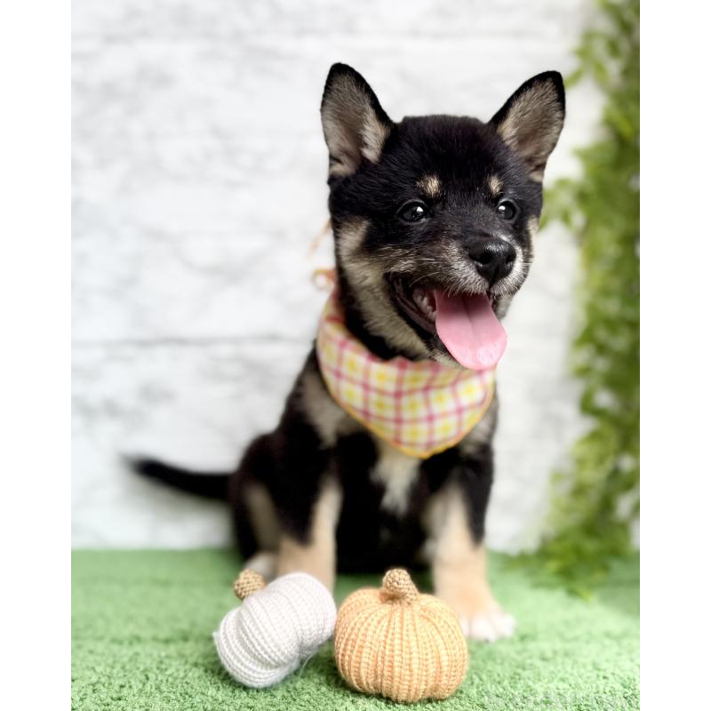 販売中の埼玉県の豆柴-413261の9枚目