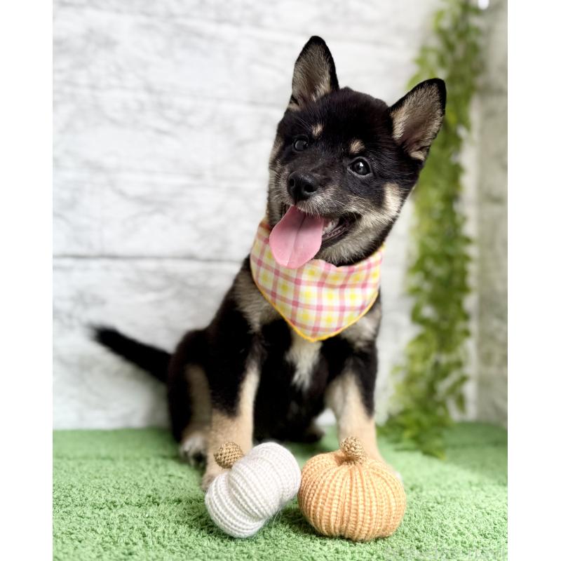 販売中の埼玉県の豆柴-413261の8枚目