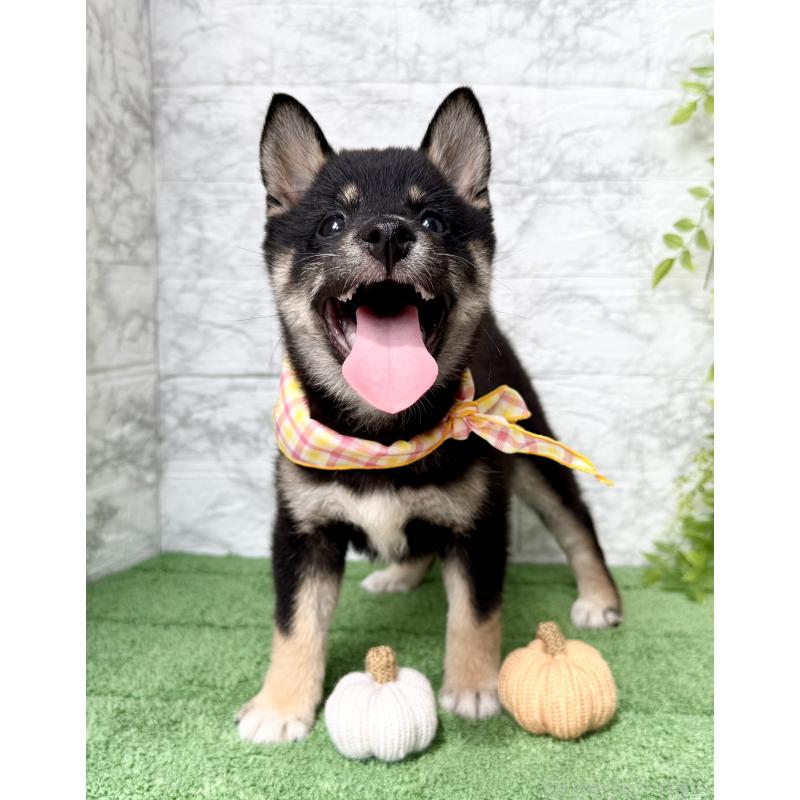 販売中の埼玉県の豆柴-413261の7枚目